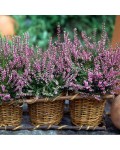 Calluna vulgaris ’Dunja’ / ’Dundja’